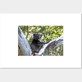 Koala in the Gumtree  - by Avril Thomas Posters and Art